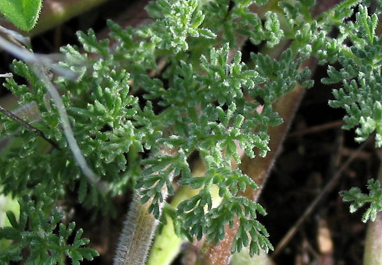 Detailed Picture 5 of Lomatium dasycarpum ssp. dasycarpum