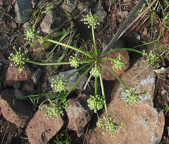 Detailed Picture 3 of Lomatium dasycarpum ssp. dasycarpum