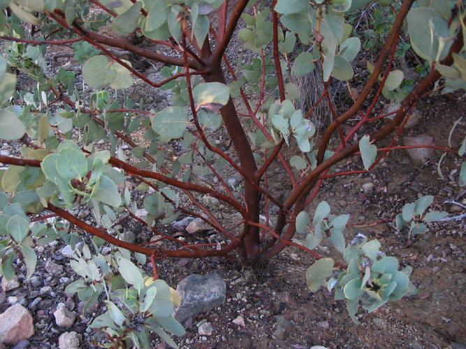 Detailed Picture 5 of Arctostaphylos glauca