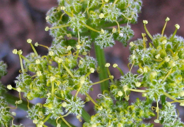 Detailed Picture 2 of Lomatium dasycarpum ssp. dasycarpum