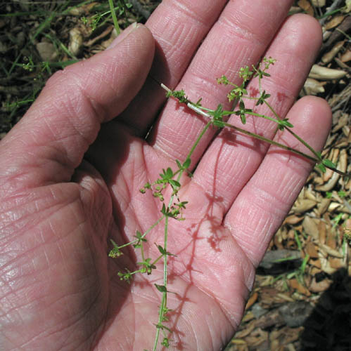 Detailed Picture 4 of Galium nuttallii ssp. nuttallii