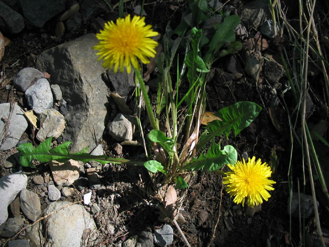 Detailed Picture 3 of Taraxacum officinale