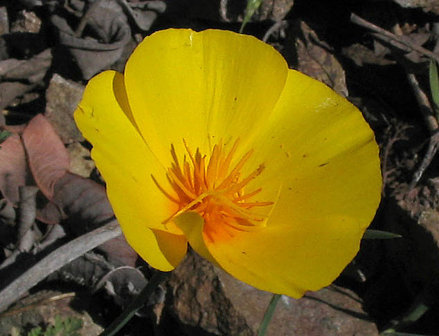 Detailed Picture 1 of Eschscholzia caespitosa