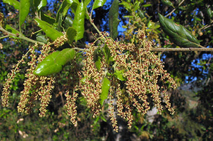 Detailed Picture 1 of Quercus agrifolia var. agrifolia