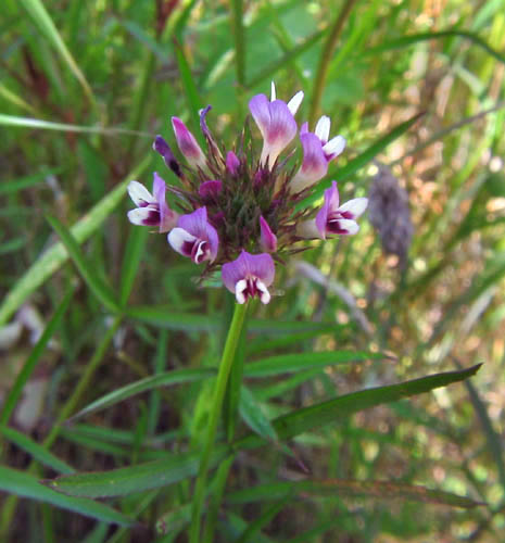 Detailed Picture 3 of Trifolium willdenovii