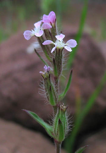 Detailed Picture 3 of Silene gallica
