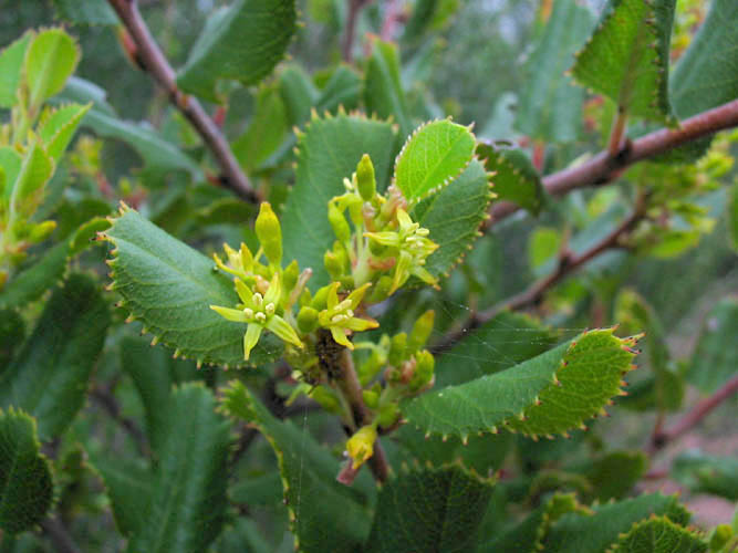 Detailed Picture 4 of Rhamnus ilicifolia