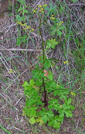 Detailed Picture 5 of Sanicula crassicaulis