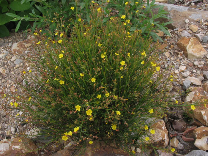 Detailed Picture 4 of Crocanthemum scoparium