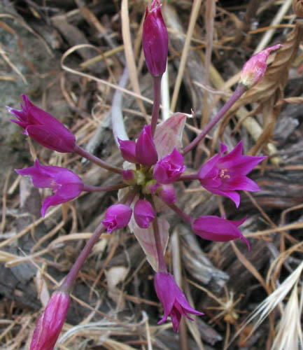 Detailed Picture 4 of Allium peninsulare var. peninsulare