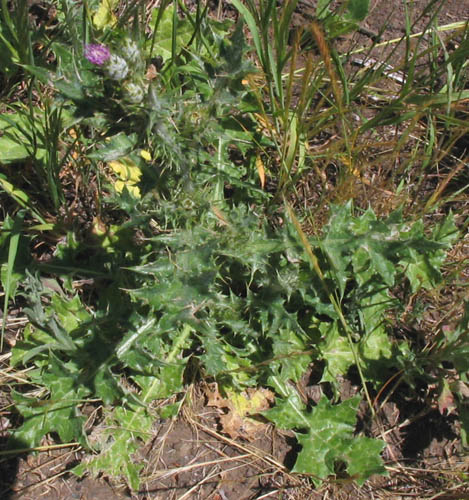 Detailed Picture 4 of Carduus pycnocephalus ssp. pycnocephalus