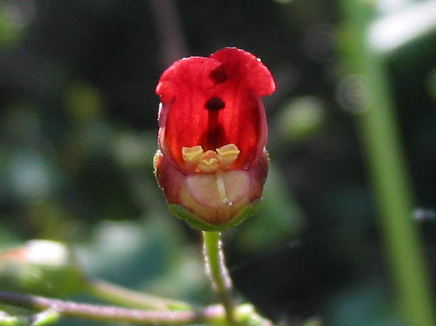 Detailed Picture 2 of Scrophularia californica