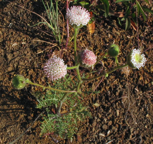Detailed Picture 3 of Chaenactis artemisiifolia