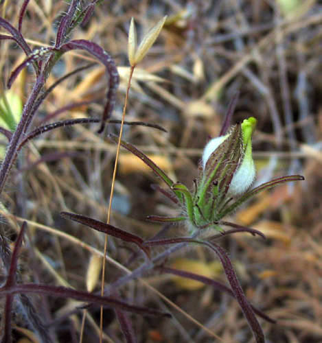 Detailed Picture 3 of Cordylanthus rigidus ssp. setiger