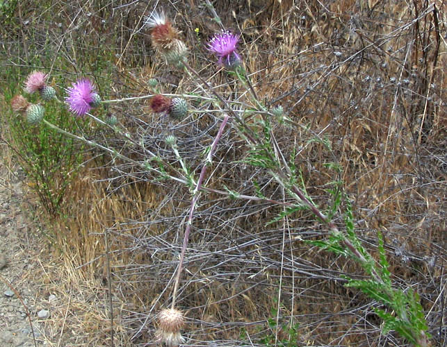 Detailed Picture 5 of Cirsium occidentale var. californicum