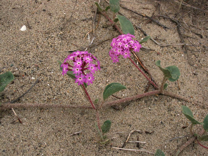 Detailed Picture 4 of Abronia umbellata ssp. umbellata