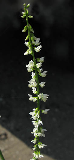 Detailed Picture 3 of Melilotus albus
