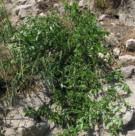 Detailed Picture 5 of Solanum americanum