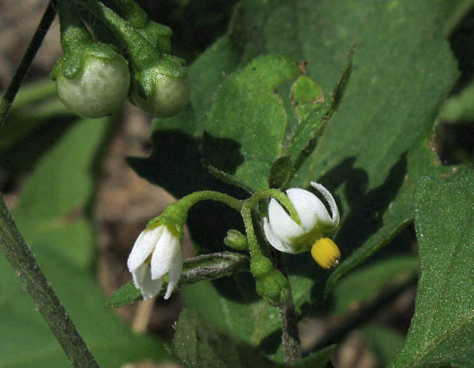 Detailed Picture 1 of Solanum americanum