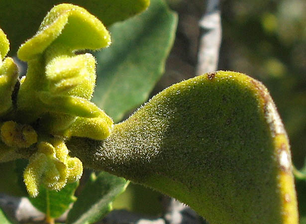 Detailed Picture 3 of Phoradendron leucarpum ssp. tomentosum