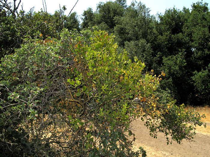 Detailed Picture 4 of Phoradendron leucarpum ssp. tomentosum