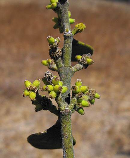 Detailed Picture 2 of Phoradendron leucarpum ssp. tomentosum