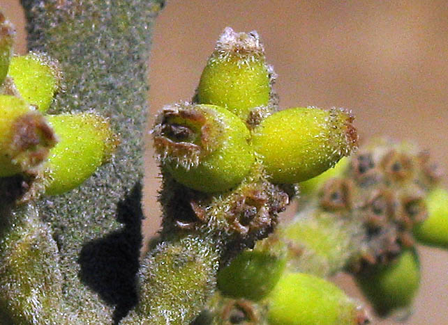 Detailed Picture 1 of Phoradendron leucarpum ssp. tomentosum