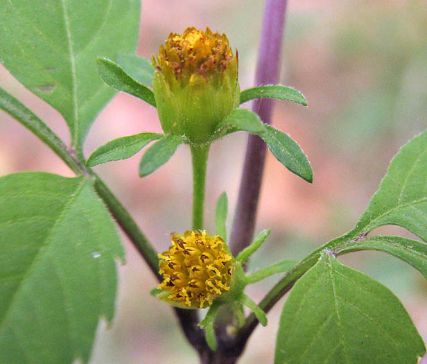 Detailed Picture 3 of Bidens frondosa