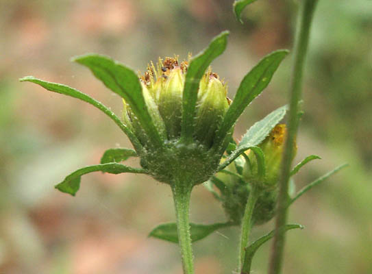 Detailed Picture 4 of Bidens frondosa