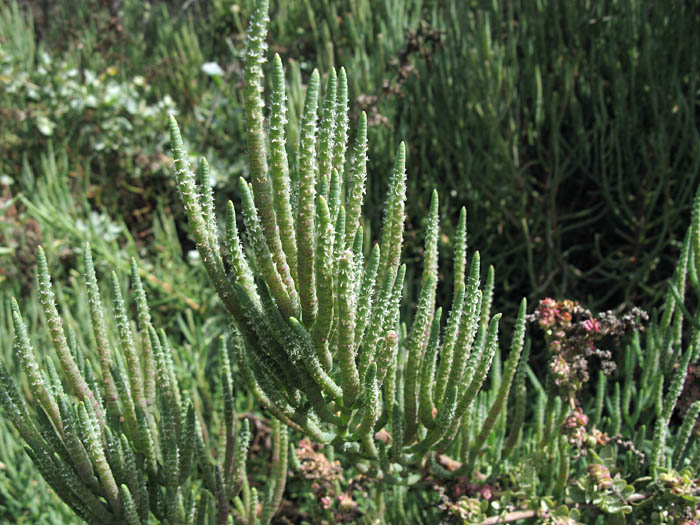 Detailed Picture 5 of Salicornia pacifica