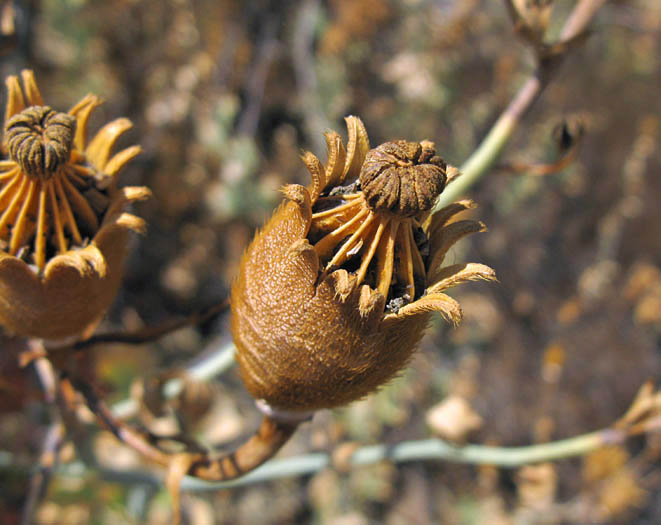 Detailed Picture 6 of Romneya coulteri