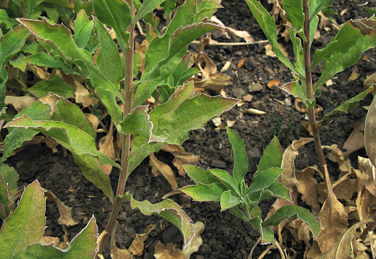 Detailed Picture 7 of Solidago velutina ssp. californica
