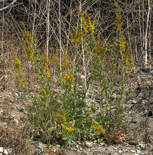 Detailed Picture 6 of Solidago velutina ssp. californica
