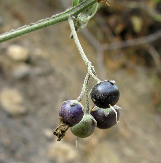 Detailed Picture 5 of Solanum douglasii