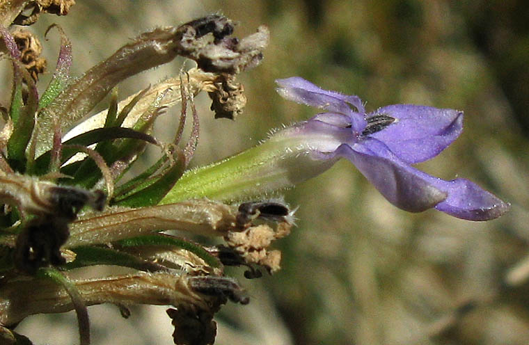 Detailed Picture 2 of Lobelia dunnii var. serrata