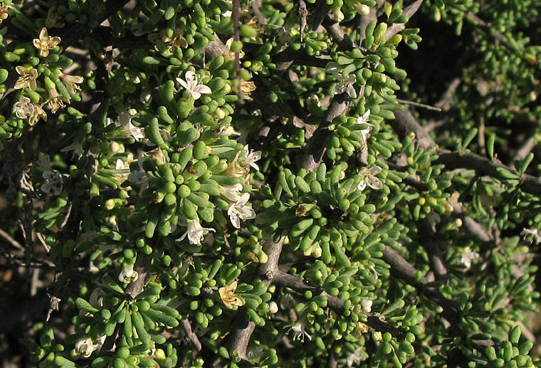 Detailed Picture 5 of Lycium californicum