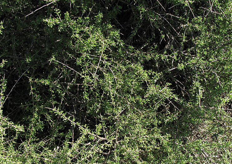 Detailed Picture 6 of Lycium californicum