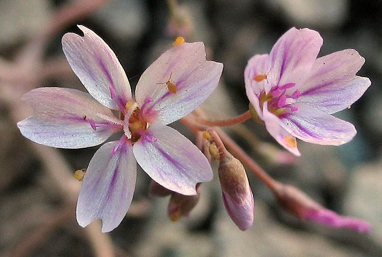 Detailed Picture 2 of Claytonia gypsophiloides