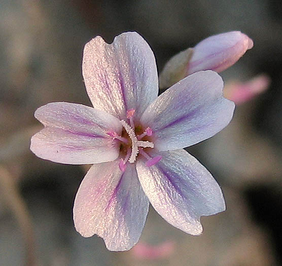 Detailed Picture 1 of Claytonia gypsophiloides