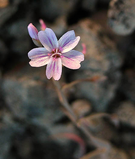 Detailed Picture 7 of Claytonia gypsophiloides