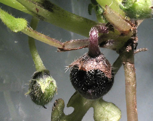 Detailed Picture 4 of Nemophila pedunculata