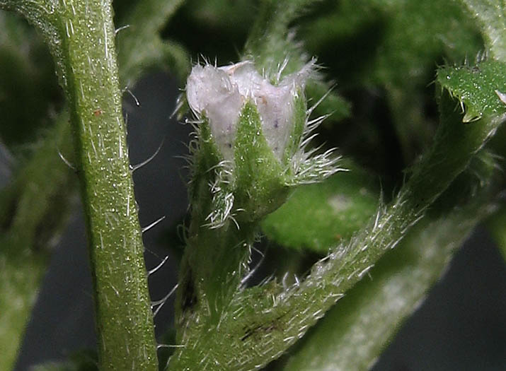 Detailed Picture 3 of Nemophila pedunculata