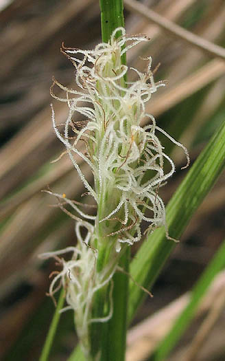 Detailed Picture 2 of Carex praegracilis