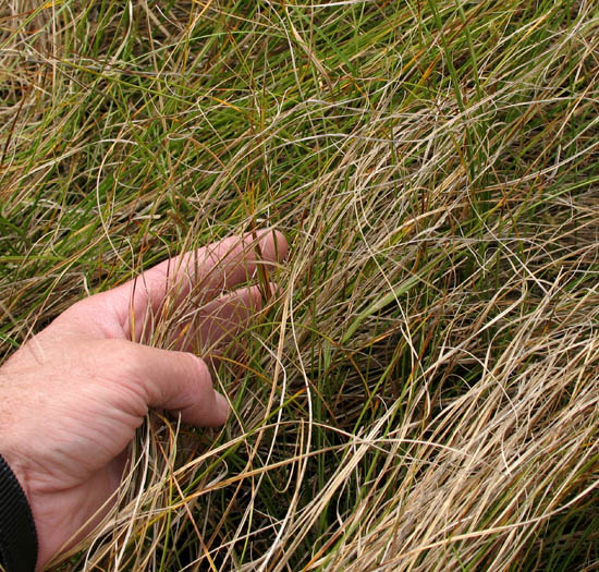 Detailed Picture 5 of Carex praegracilis