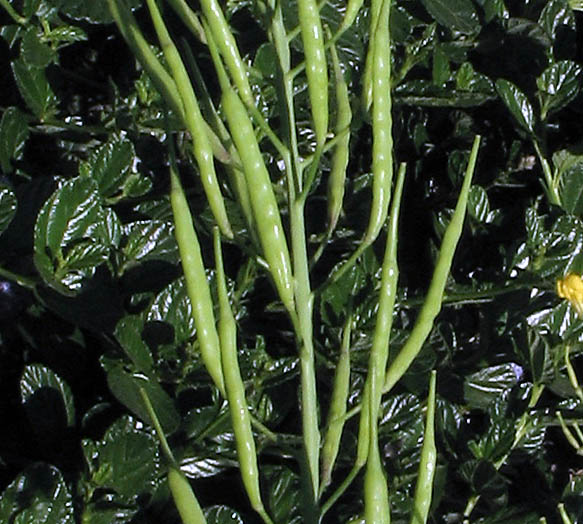 Detailed Picture 7 of Brassica rapa