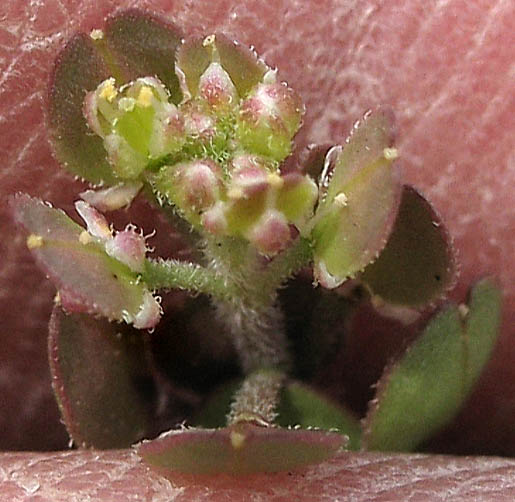 Detailed Picture 1 of Lepidium lasiocarpum ssp. lasiocarpum