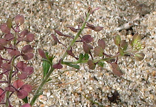 Detailed Picture 4 of Lepidium lasiocarpum ssp. lasiocarpum