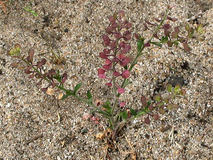 Detailed Picture 5 of Lepidium lasiocarpum ssp. lasiocarpum