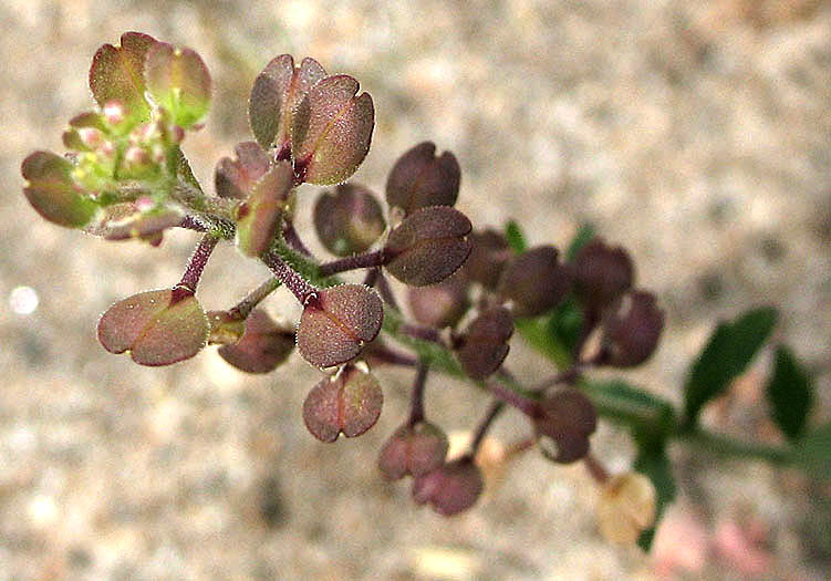Detailed Picture 3 of Lepidium lasiocarpum ssp. lasiocarpum