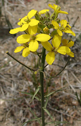 Detailed Picture 3 of Erysimum suffrutescens